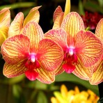 Phalaenopsis KV Beauty B S
